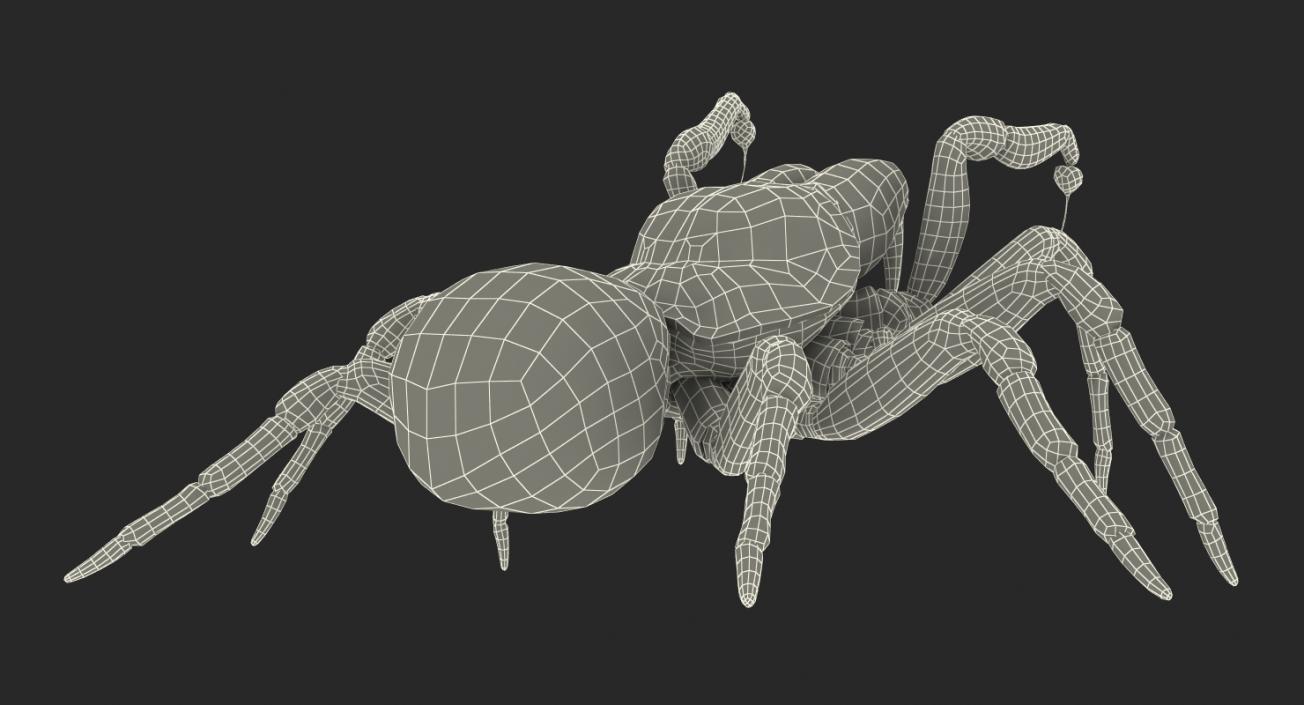 3D model Mouse Spider Fighting Pose with Fur