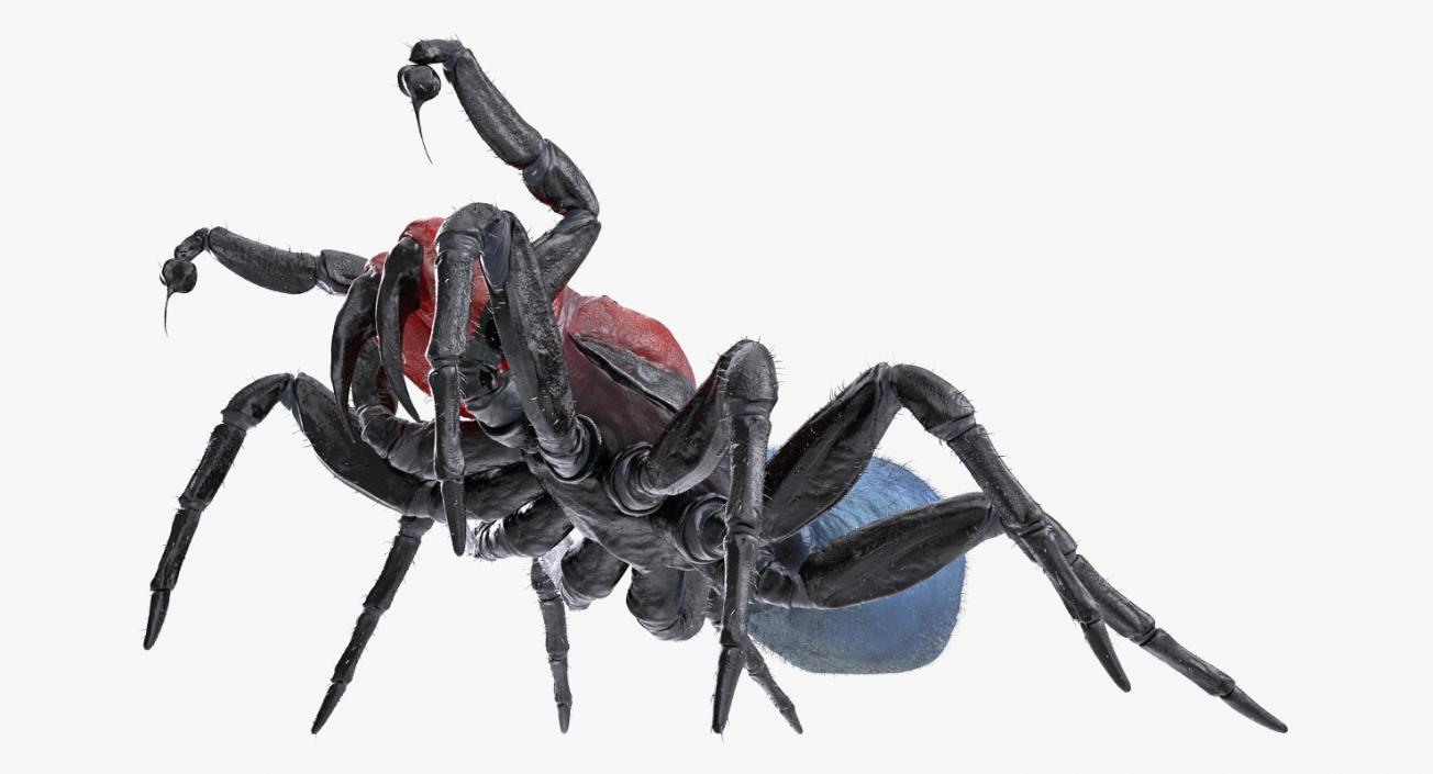 3D model Mouse Spider Fighting Pose with Fur