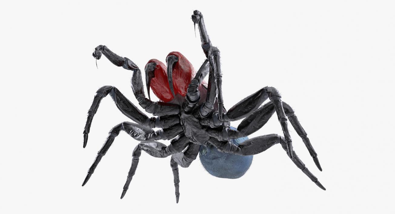 3D model Mouse Spider Fighting Pose with Fur