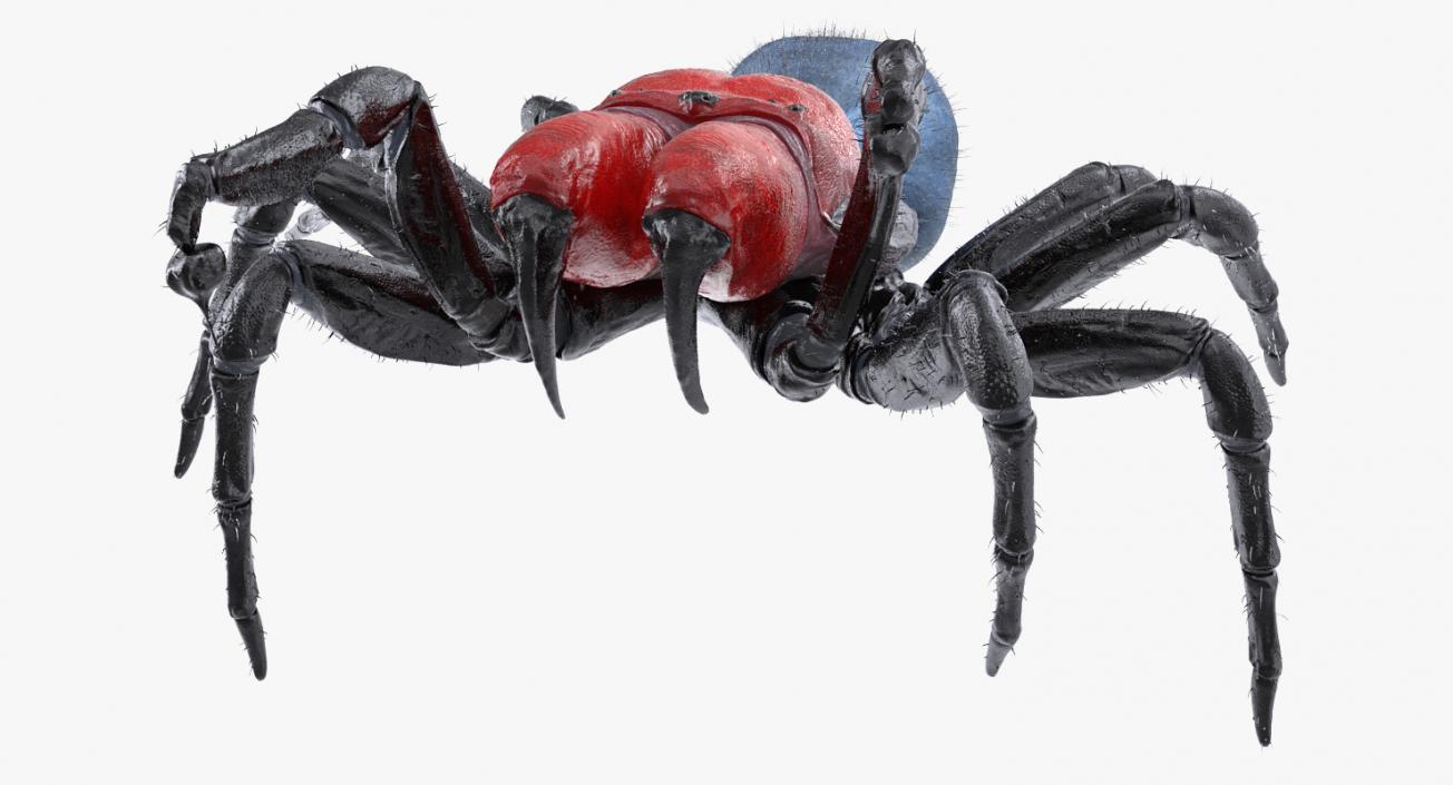 3D model Mouse Spider Fighting Pose with Fur