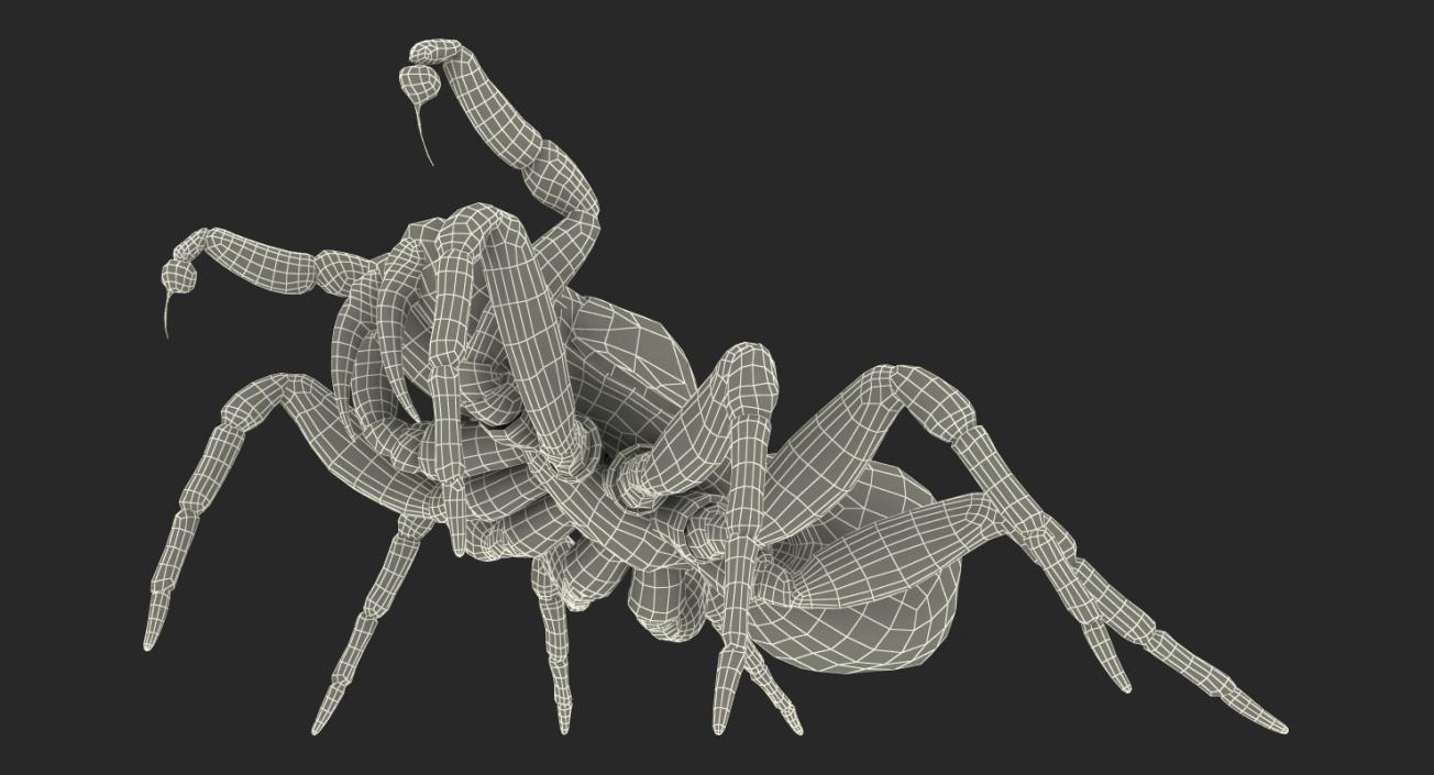 3D model Mouse Spider Fighting Pose with Fur