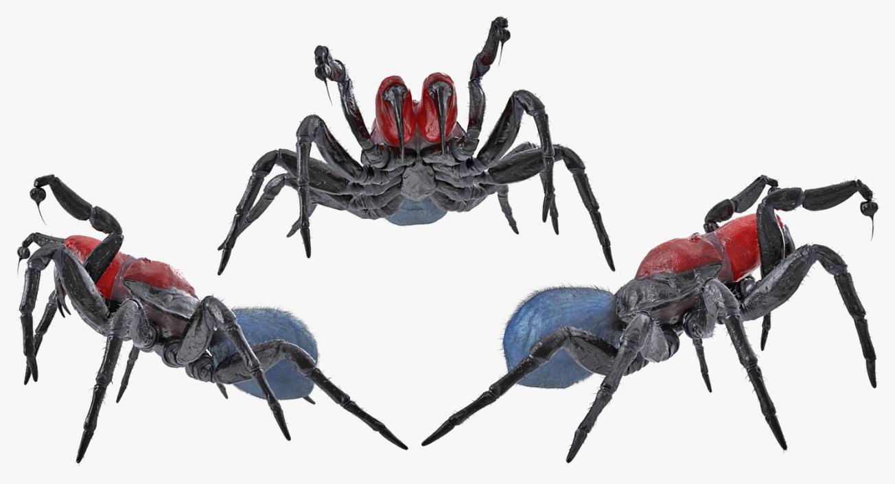 3D model Mouse Spider Fighting Pose with Fur