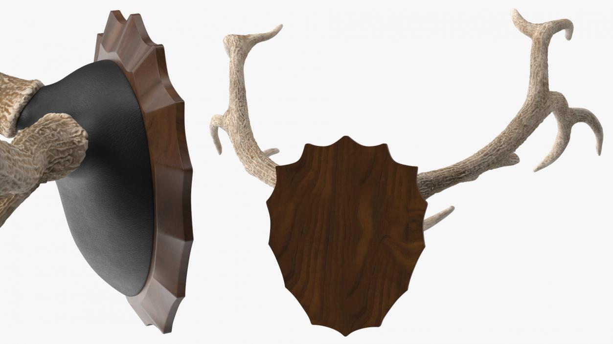 Red Deer Stag Antlers on a Wall Mount 3D