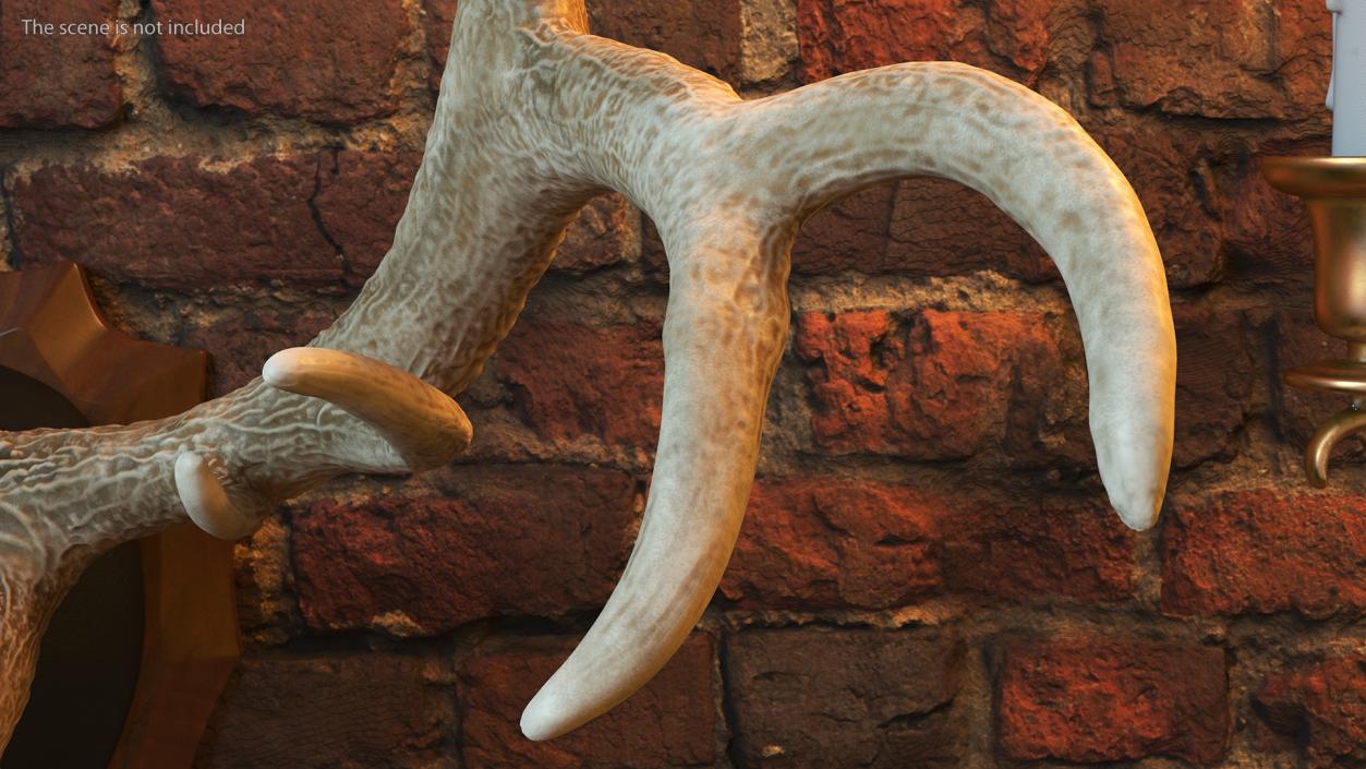 Red Deer Stag Antlers on a Wall Mount 3D