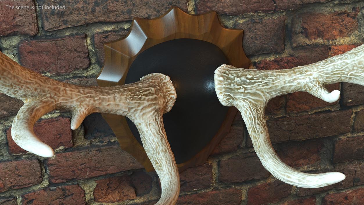 Red Deer Stag Antlers on a Wall Mount 3D