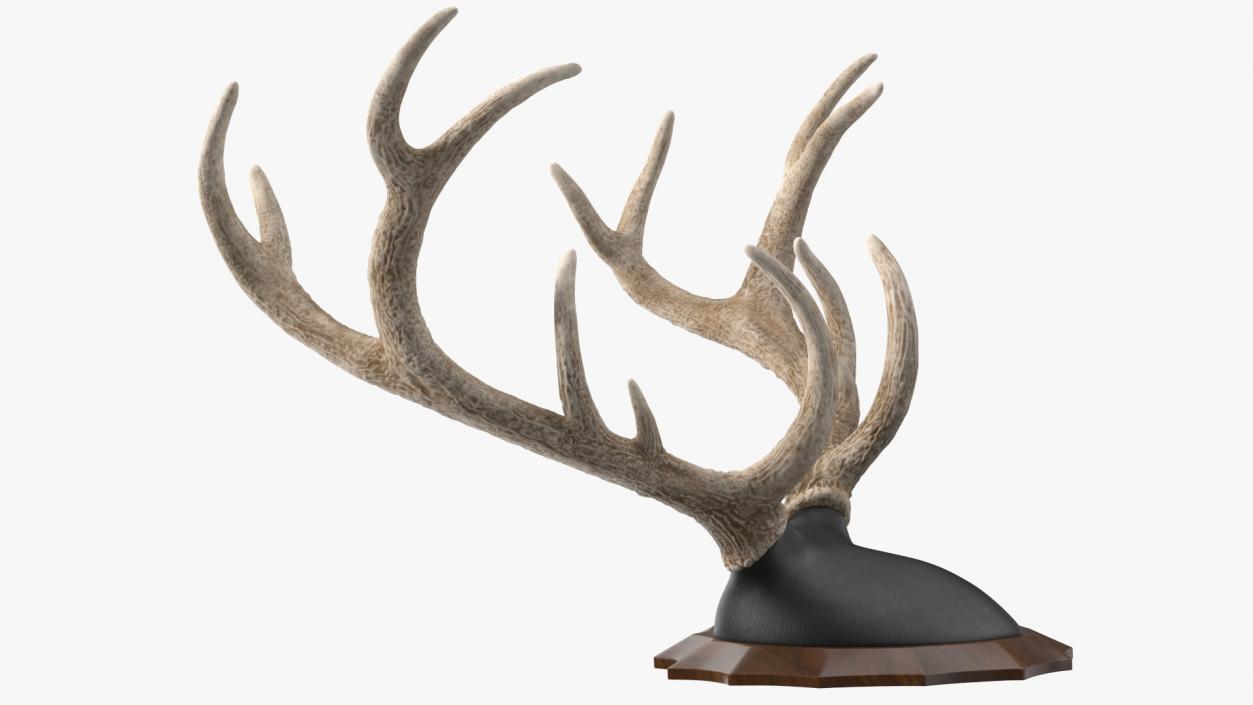 Red Deer Stag Antlers on a Wall Mount 3D