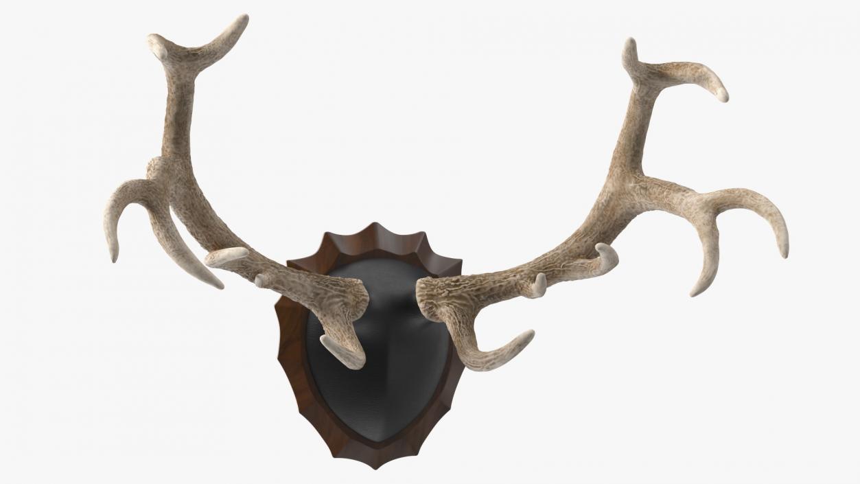 Red Deer Stag Antlers on a Wall Mount 3D