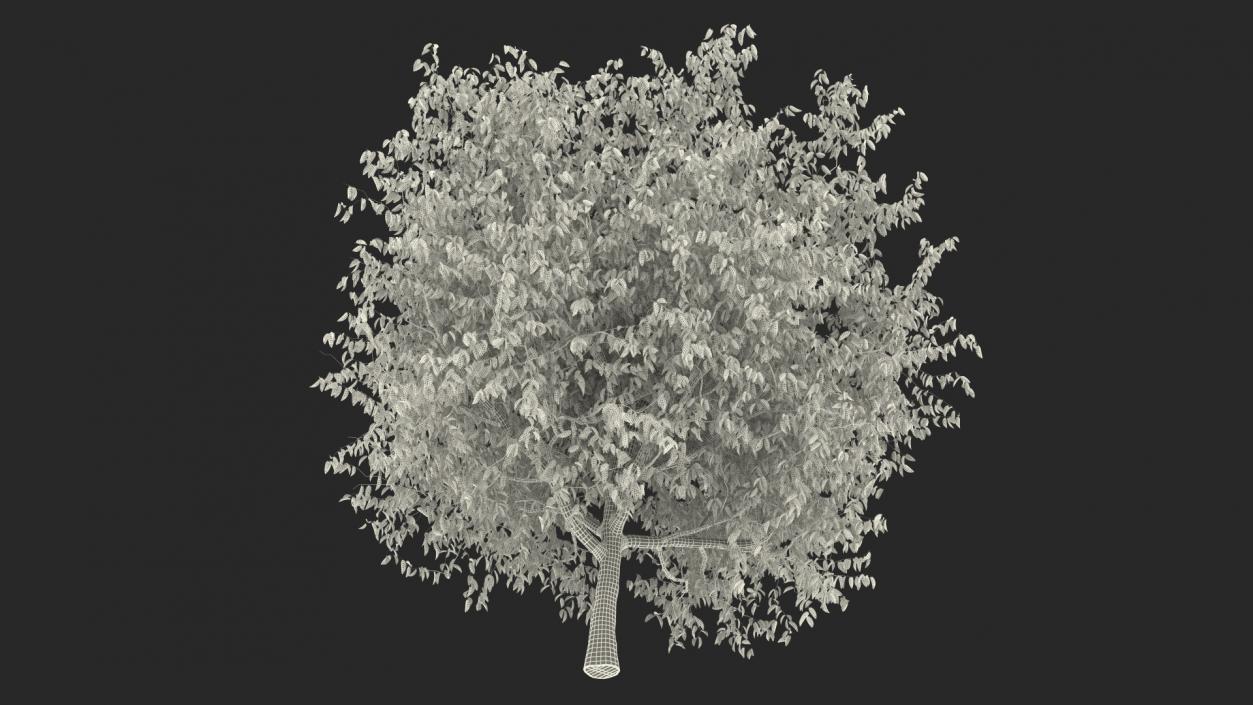 3D Cherry Tree