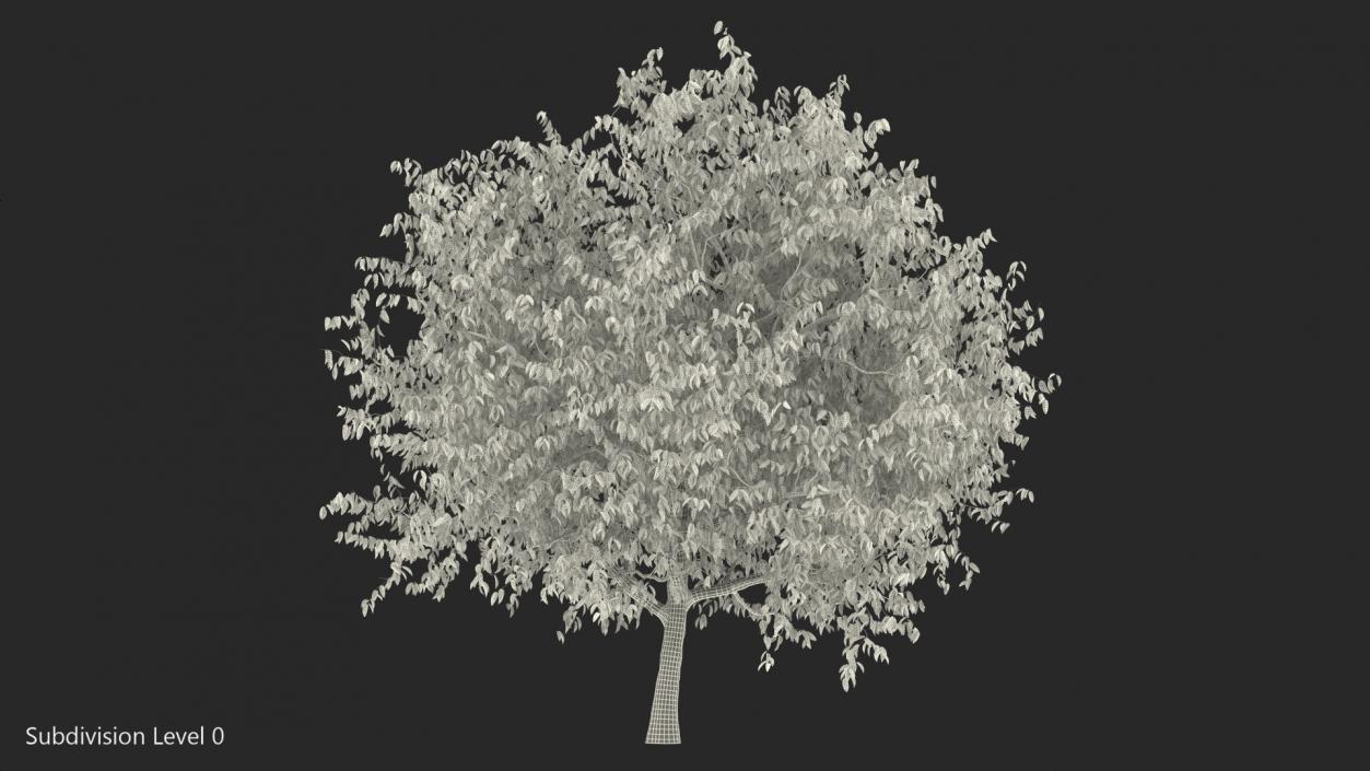 3D Cherry Tree