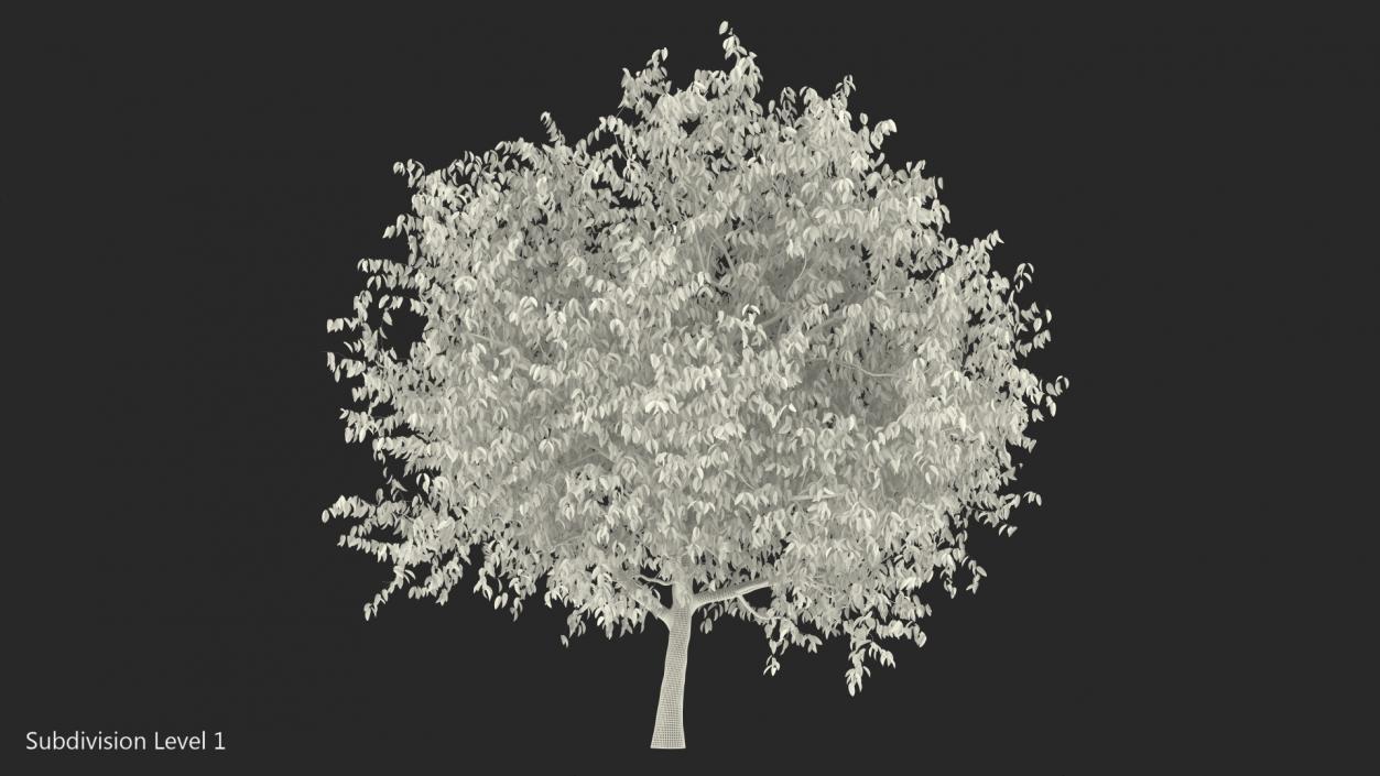 3D Cherry Tree