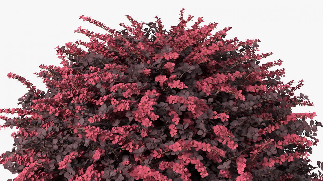 Berberis Shrub 3D model