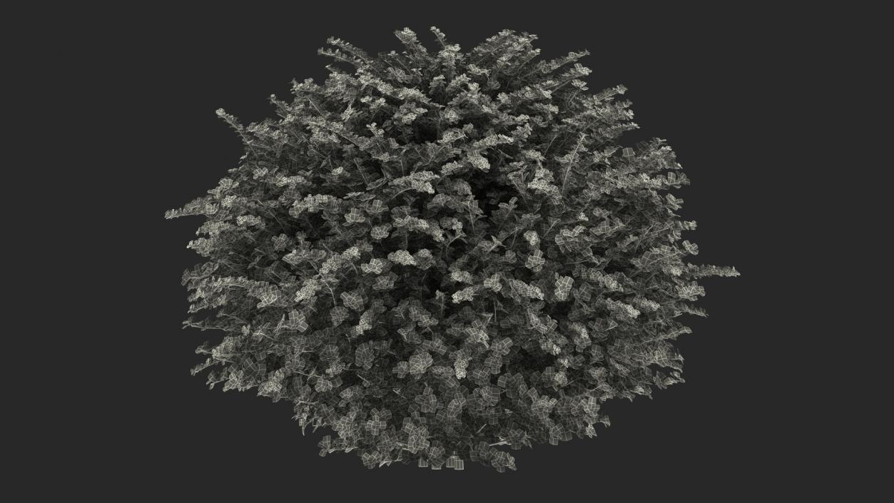 Berberis Shrub 3D model