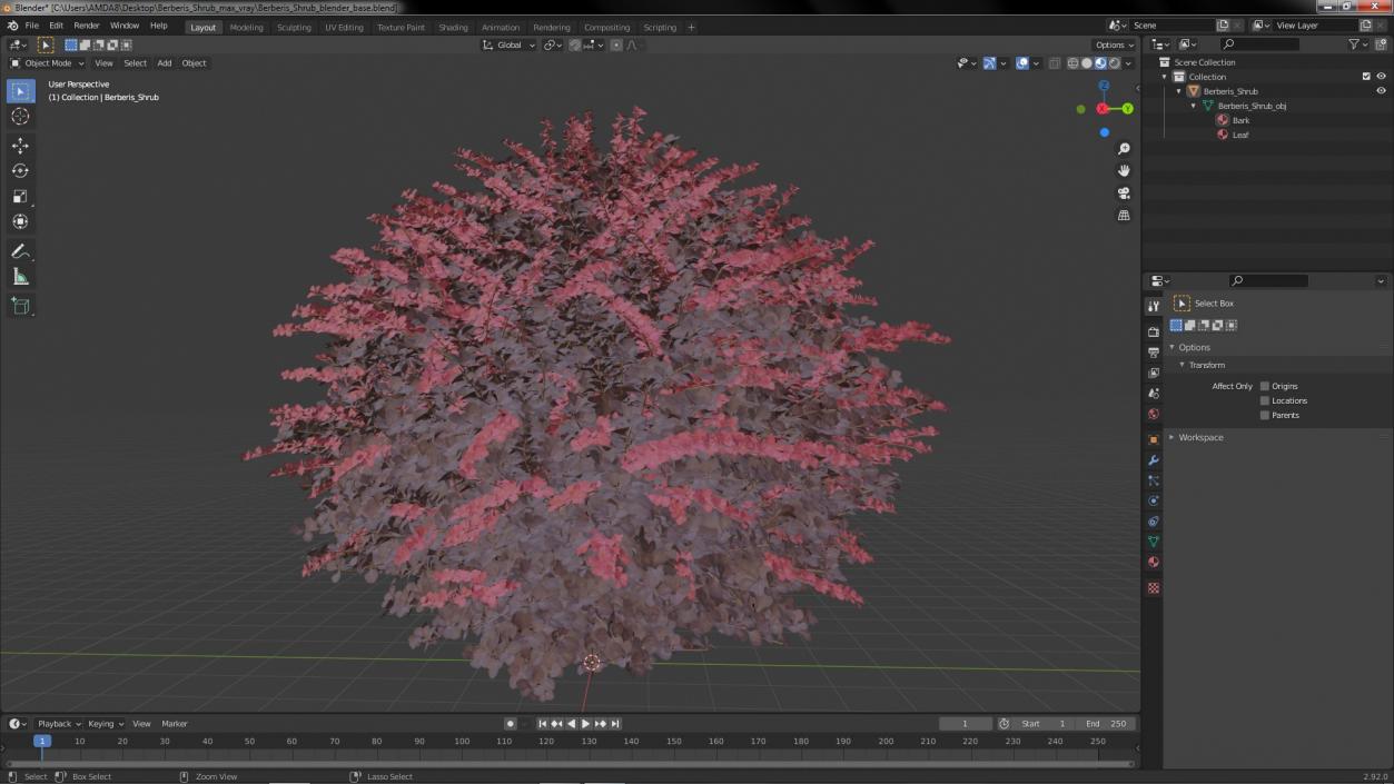 Berberis Shrub 3D model