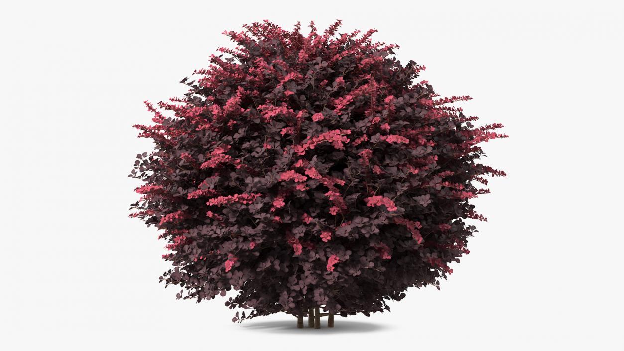 Berberis Shrub 3D model