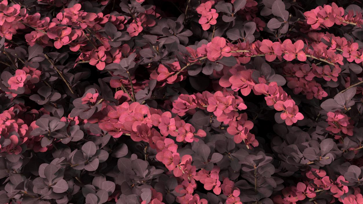 Berberis Shrub 3D model