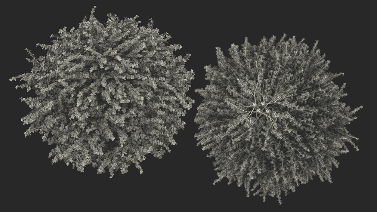 Berberis Shrub 3D model