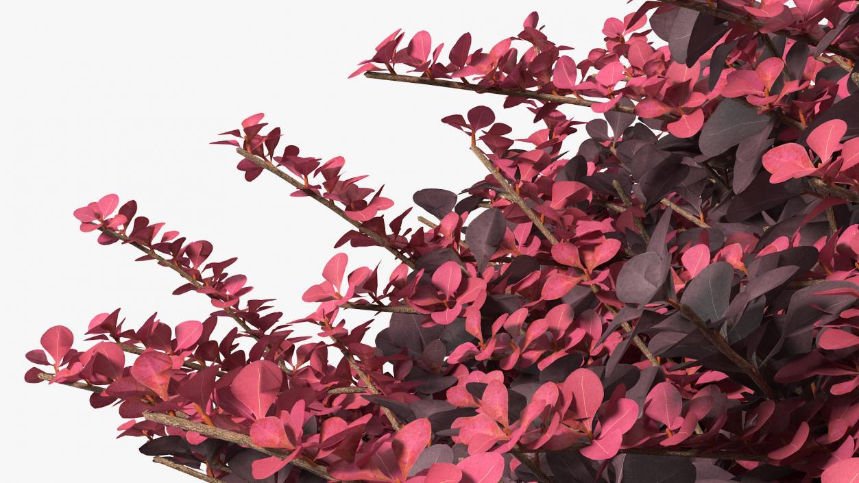 Berberis Shrub 3D model