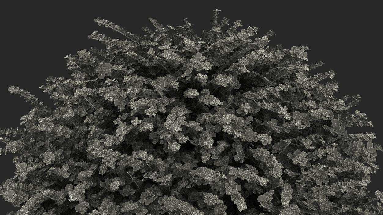 Berberis Shrub 3D model