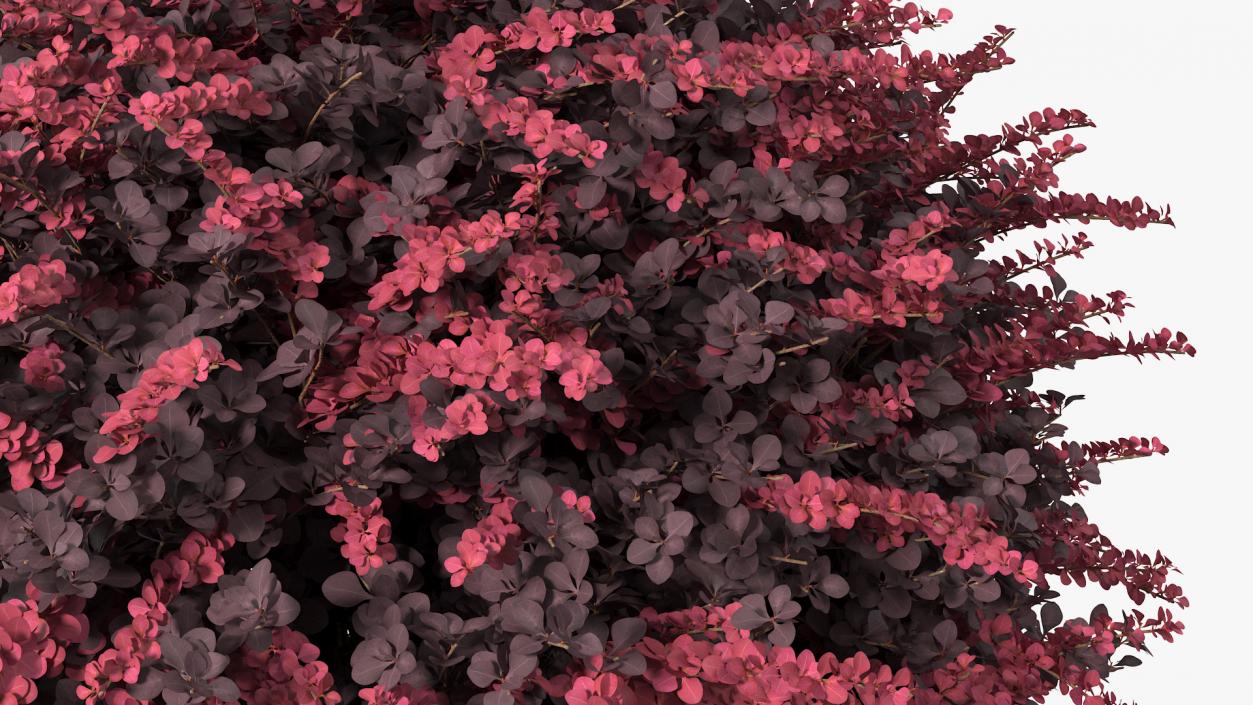 Berberis Shrub 3D model