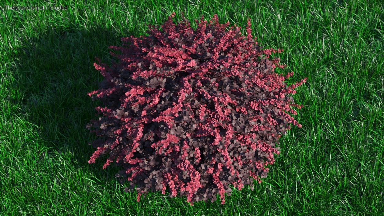 Berberis Shrub 3D model