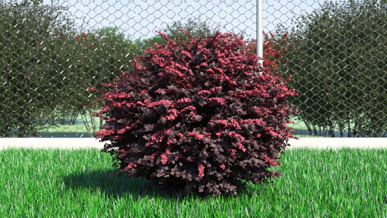 Berberis Shrub 3D model