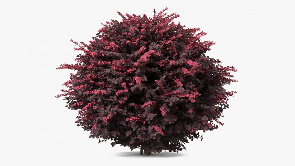 Berberis Shrub 3D model