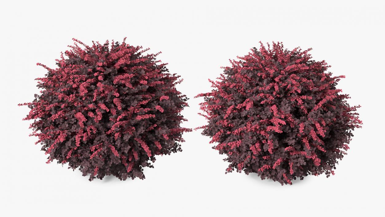 Berberis Shrub 3D model