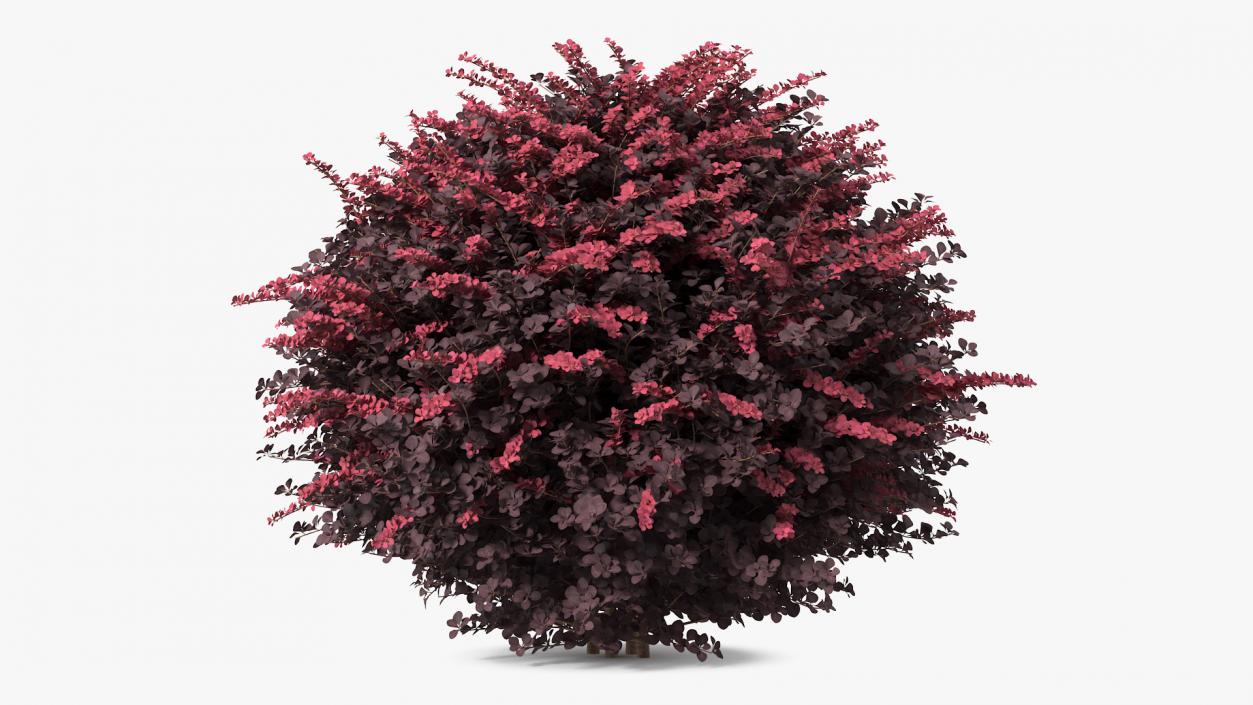 Berberis Shrub 3D model