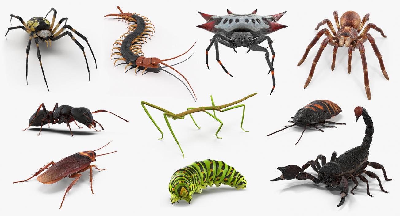 Creeping Insects Collection 4 3D model