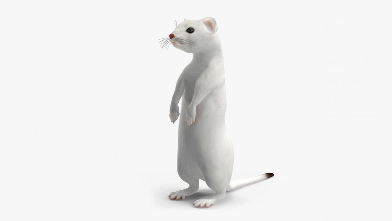 Ermine Mammal White Rigged for Maya 2 3D