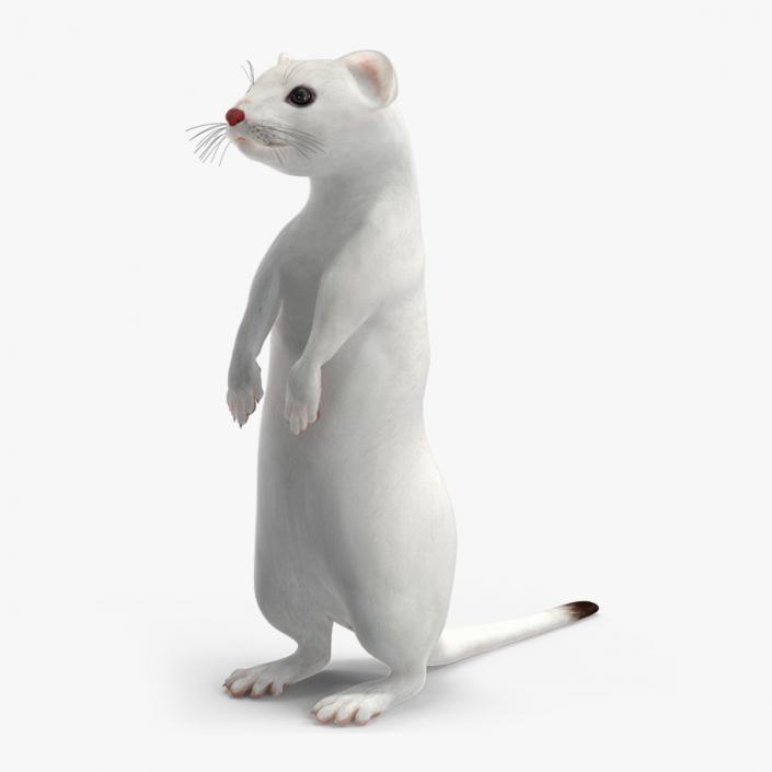 Ermine Mammal White Rigged for Maya 2 3D