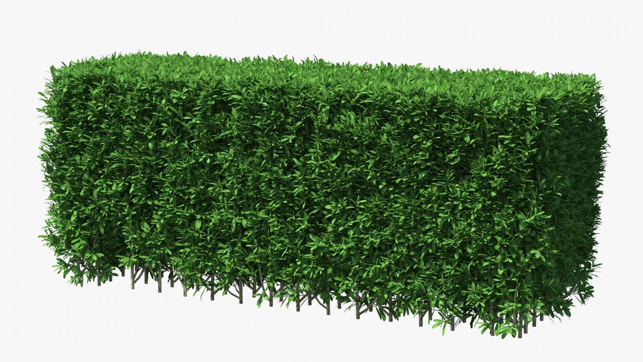 3D Boxwood Hedge model