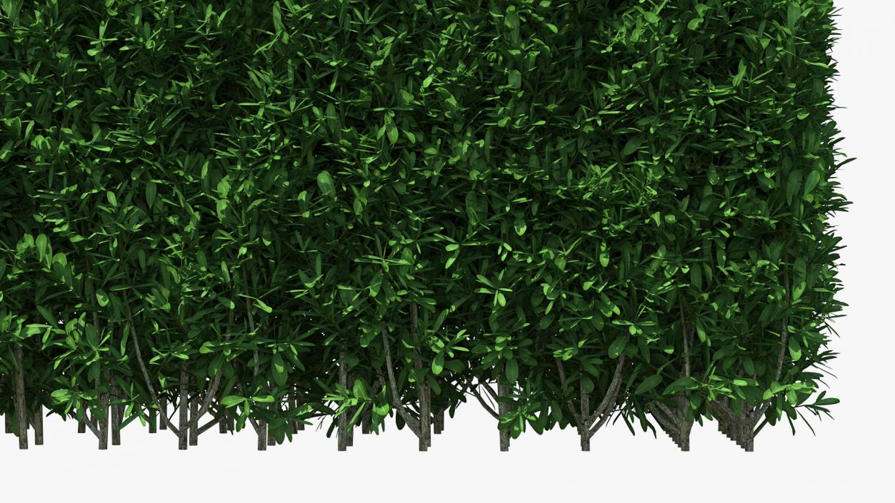 3D Boxwood Hedge model