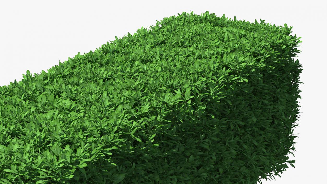 3D Boxwood Hedge model