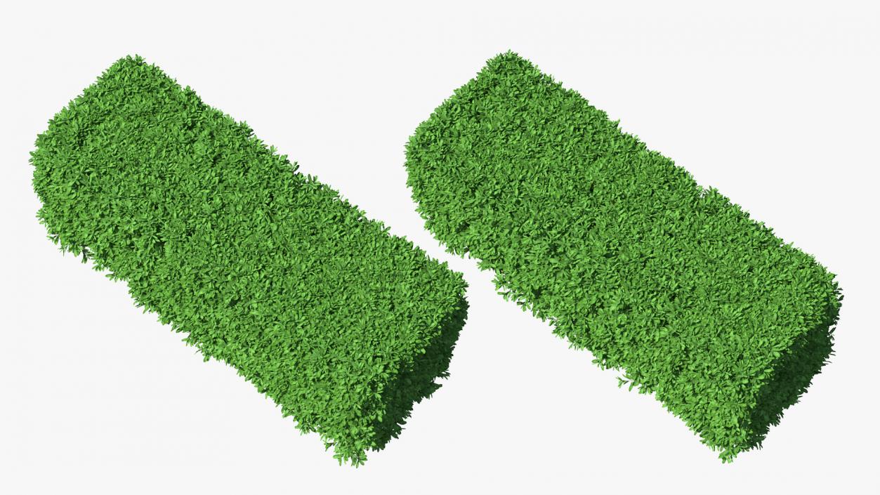 3D Boxwood Hedge model