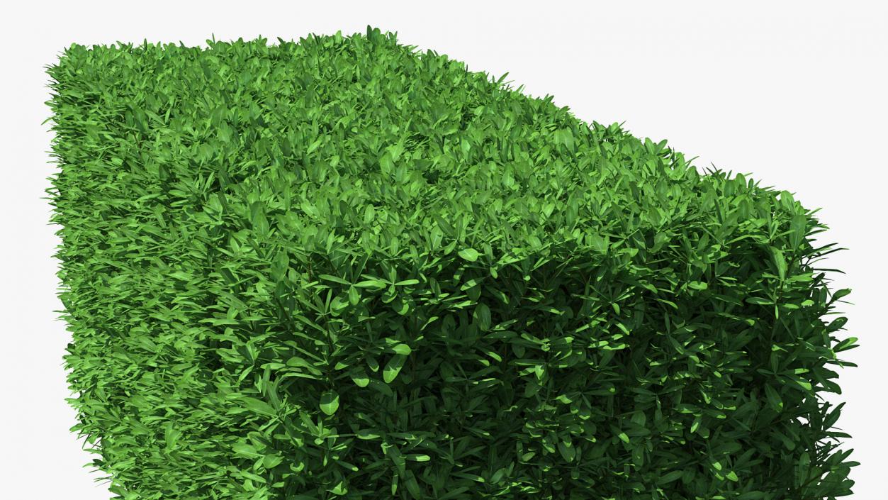 3D Boxwood Hedge model