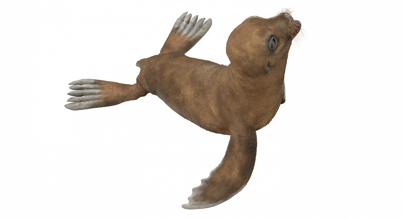 3D Baby Sea Lion Seating Pose