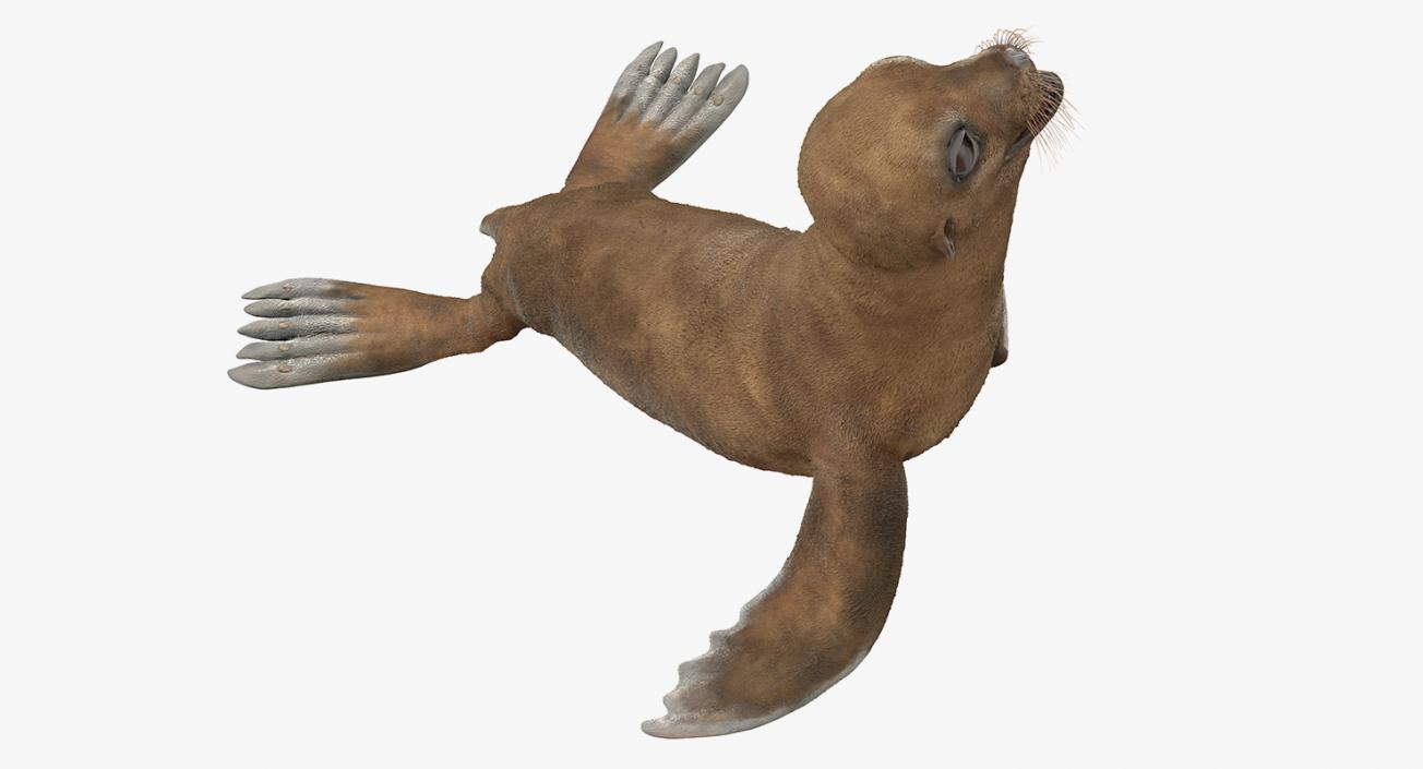 3D Baby Sea Lion Seating Pose