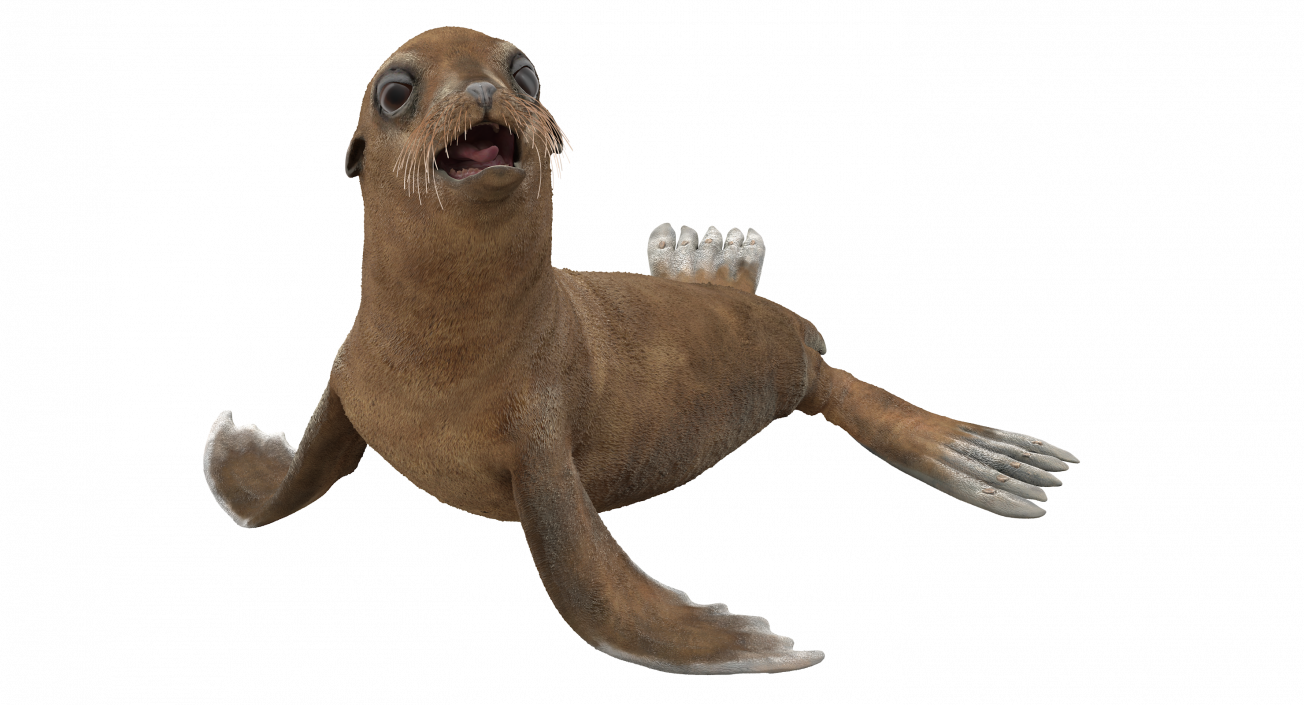 3D Baby Sea Lion Seating Pose