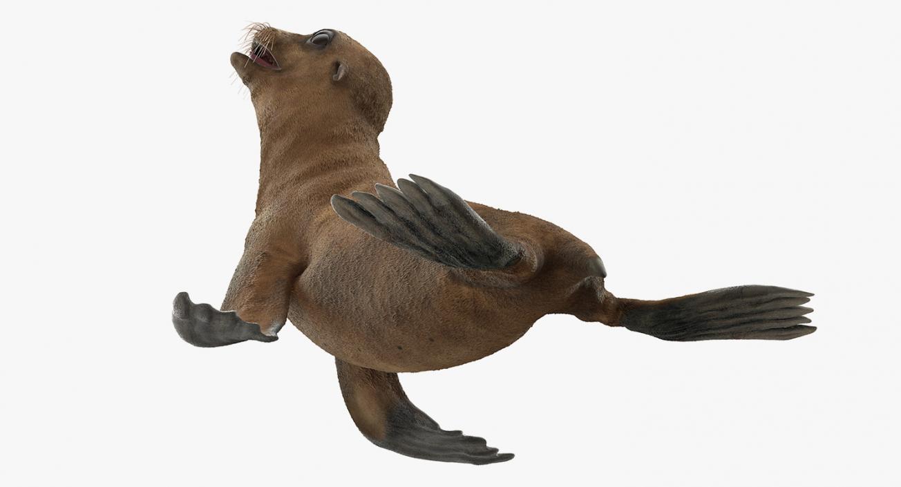 3D Baby Sea Lion Seating Pose