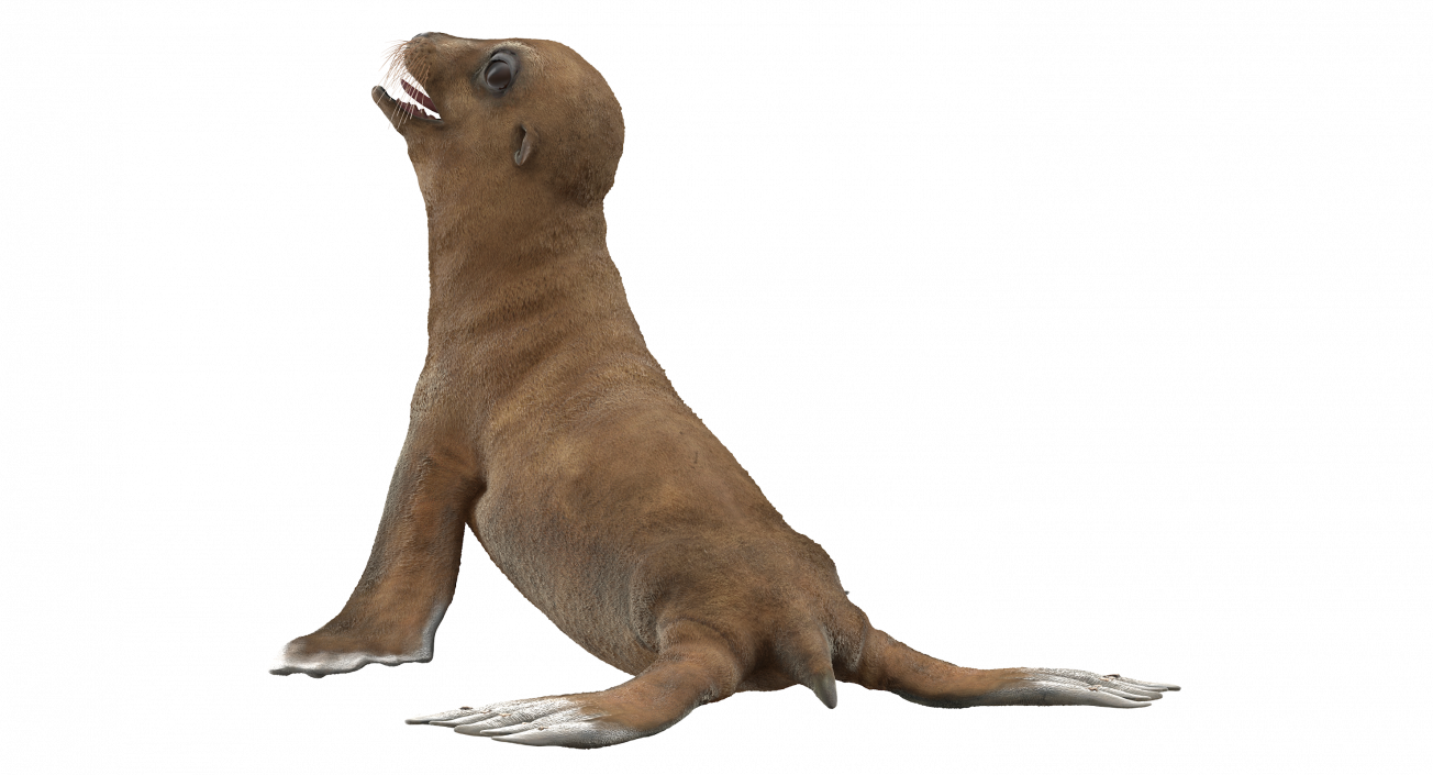 3D Baby Sea Lion Seating Pose