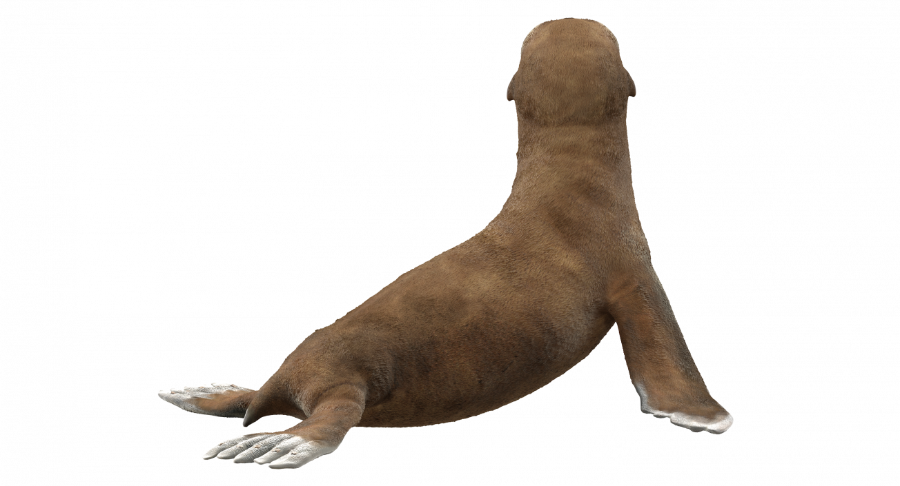 3D Baby Sea Lion Seating Pose