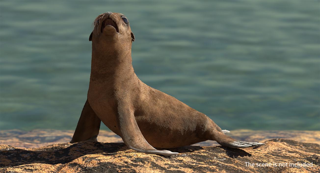 3D Baby Sea Lion Seating Pose