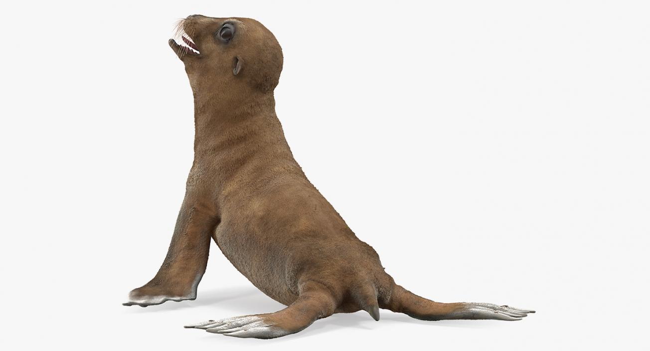 3D Baby Sea Lion Seating Pose