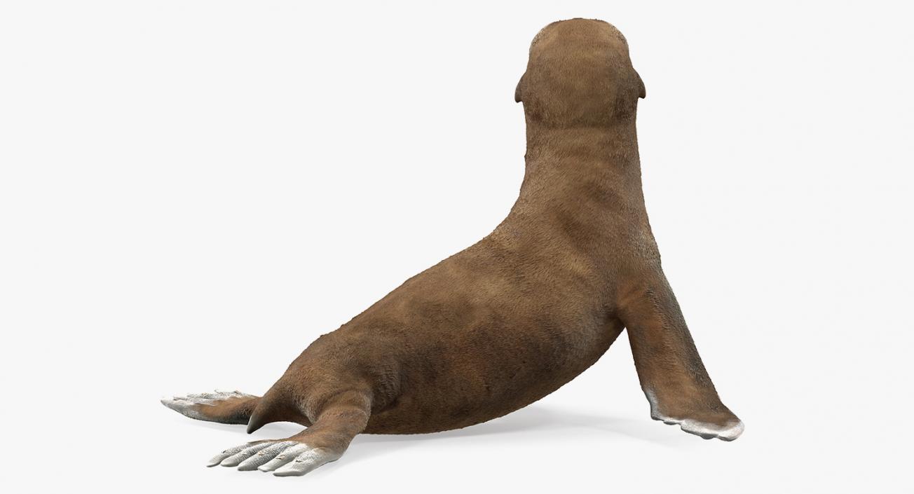 3D Baby Sea Lion Seating Pose