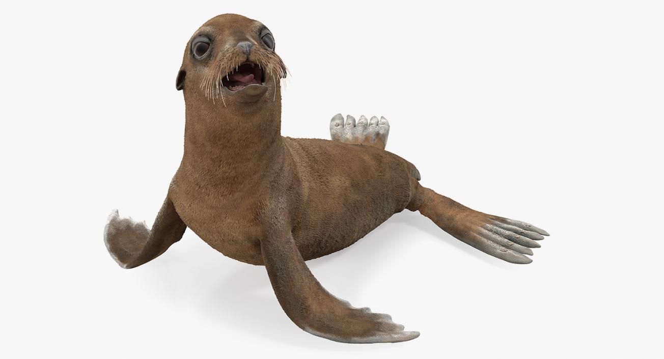 3D Baby Sea Lion Seating Pose