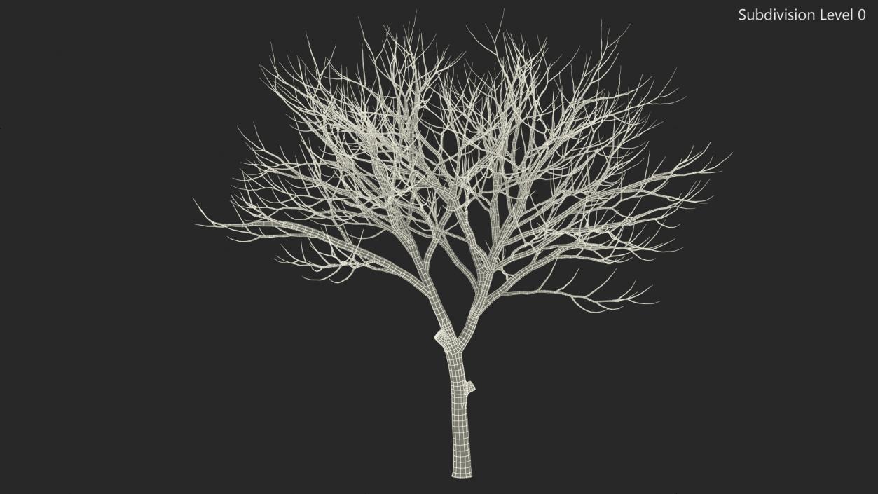 Peltophorum Pterocarpum Trunk 3D model