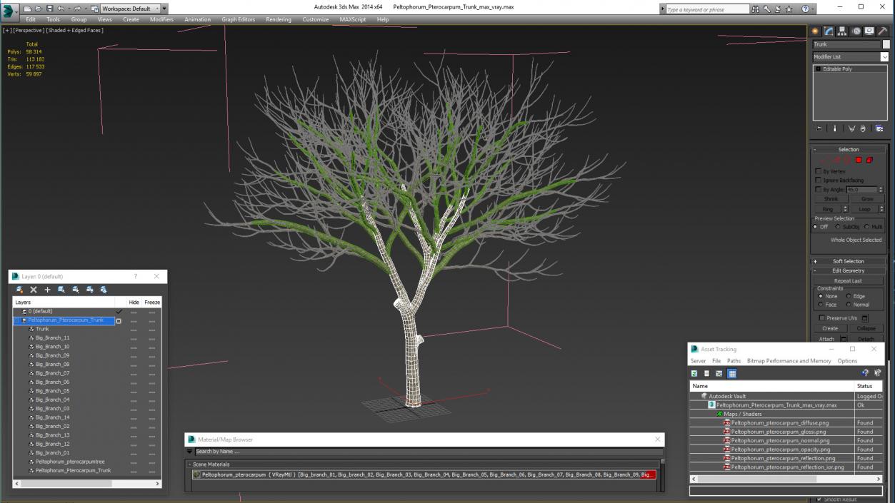 Peltophorum Pterocarpum Trunk 3D model