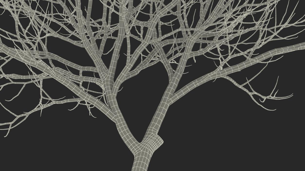 Peltophorum Pterocarpum Trunk 3D model