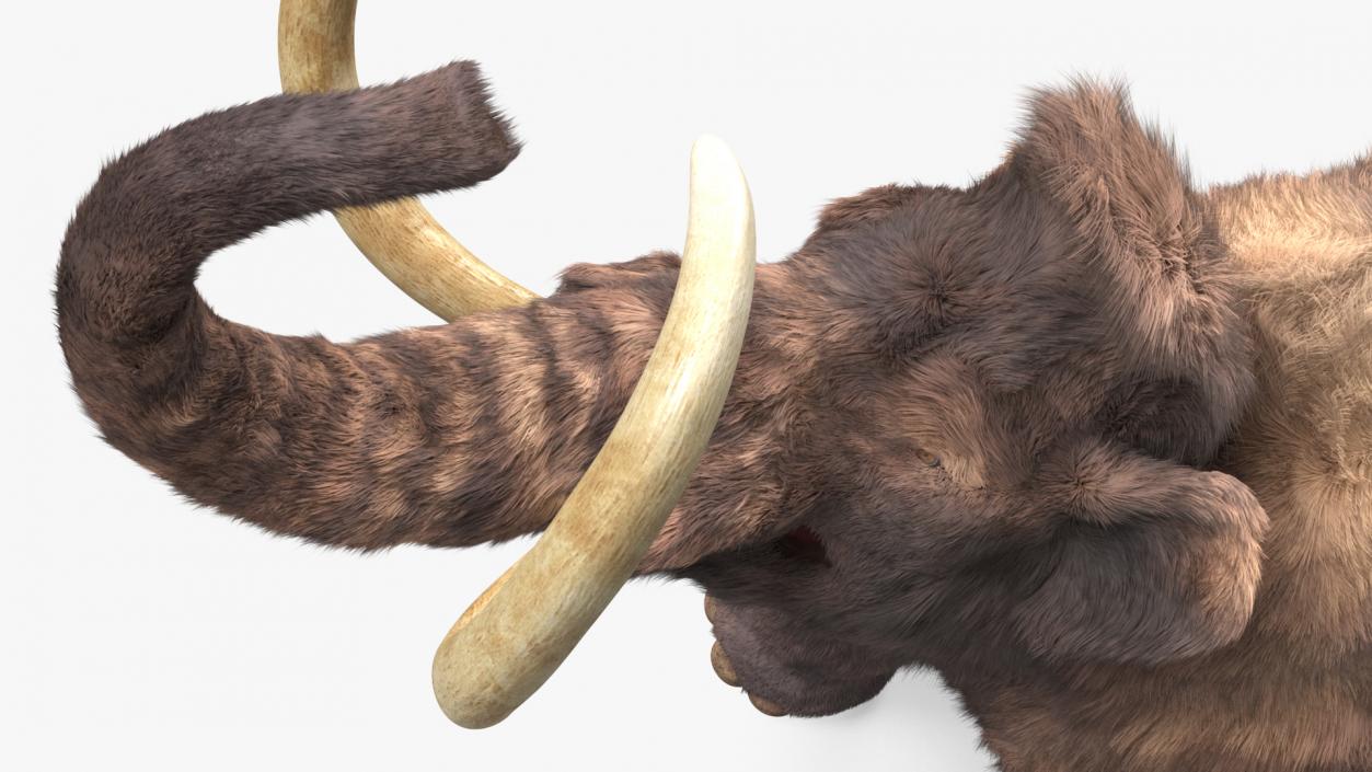 Mammoth Adult Roar Pose Fur 3D